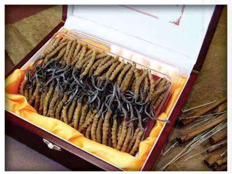 浑源冬虫夏草回收